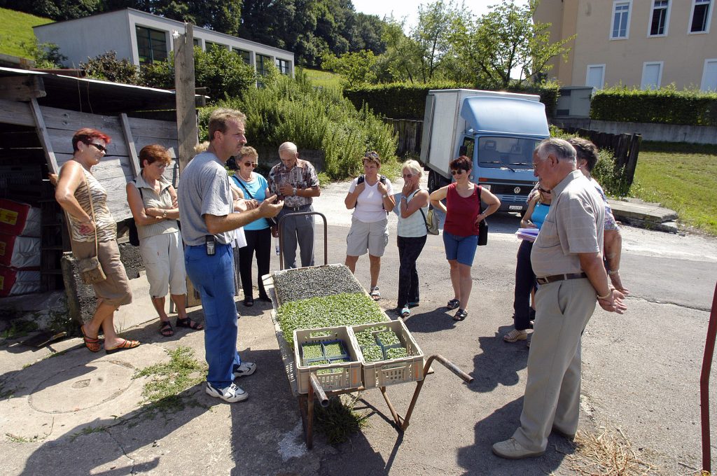 HERTENSTEIN/LU, 22. JULI 2003 - GENOSSENSCHAFT MIGROS LUZERN GMLU - LIEFERANT MIGROS AUS DER REGION ADR - BETRIEBSRUNDGANG BEI GEMUESEPRODUZENT THOMAS ZURMUEHLE, ZINNENSTRASSE 4, 6353 HERTENSTEIN: Thomas Zurmuehle mit Migros-Kunden bei Betriebsbesichtigung inmitten von Tomaten und Gurken. Landwirtschaft, Gaertnerei, Gemuesegaertner. ths/COPYRIGHT BY: E.T.STUDHALTER / GMLU