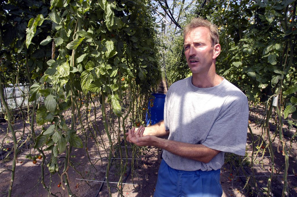 HERTENSTEIN/LU, 22. JULI 2003 - GENOSSENSCHAFT MIGROS LUZERN GMLU - LIEFERANT MIGROS AUS DER REGION ADR - BETRIEBSRUNDGANG BEI GEMUESEPRODUZENT THOMAS ZURMUEHLE, ZINNENSTRASSE 4, 6353 HERTENSTEIN: Thomas Zurmuehle mit Migros-Kunden bei Betriebsbesichtigung inmitten von Tomaten und Gurken. Landwirtschaft, Gaertnerei, Gemuesegaertner. ths/COPYRIGHT BY: E.T.STUDHALTER / GMLU