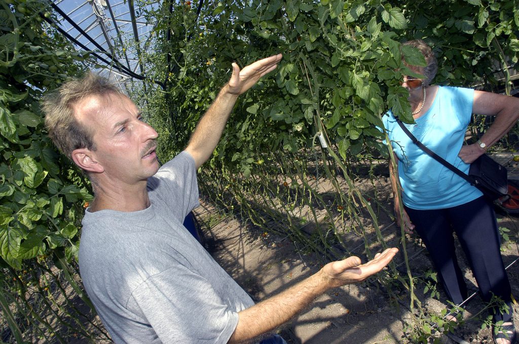 HERTENSTEIN/LU, 22. JULI 2003 - GENOSSENSCHAFT MIGROS LUZERN GMLU - LIEFERANT MIGROS AUS DER REGION ADR - BETRIEBSRUNDGANG BEI GEMUESEPRODUZENT THOMAS ZURMUEHLE, ZINNENSTRASSE 4, 6353 HERTENSTEIN: Thomas Zurmuehle mit Migros-Kunden bei Betriebsbesichtigung inmitten von Tomaten und Gurken. Landwirtschaft, Gaertnerei, Gemuesegaertner. ths/COPYRIGHT BY: E.T.STUDHALTER / GMLU