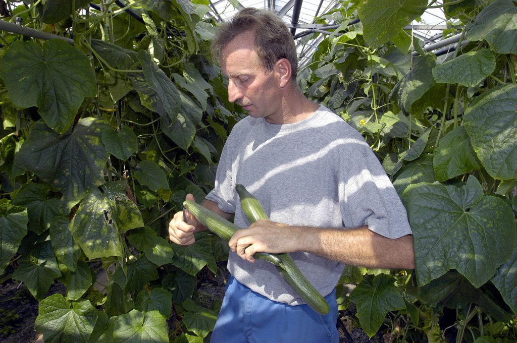 HERTENSTEIN/LU, 22. JULI 2003 - GENOSSENSCHAFT MIGROS LUZERN GMLU - LIEFERANT MIGROS AUS DER REGION ADR - BETRIEBSRUNDGANG BEI GEMUESEPRODUZENT THOMAS ZURMUEHLE, ZINNENSTRASSE 4, 6353 HERTENSTEIN: Thomas Zurmuehle mit Migros-Kunden bei Betriebsbesichtigung inmitten von Tomaten und Gurken. Landwirtschaft, Gaertnerei, Gemuesegaertner. ths/COPYRIGHT BY: E.T.STUDHALTER / GMLU