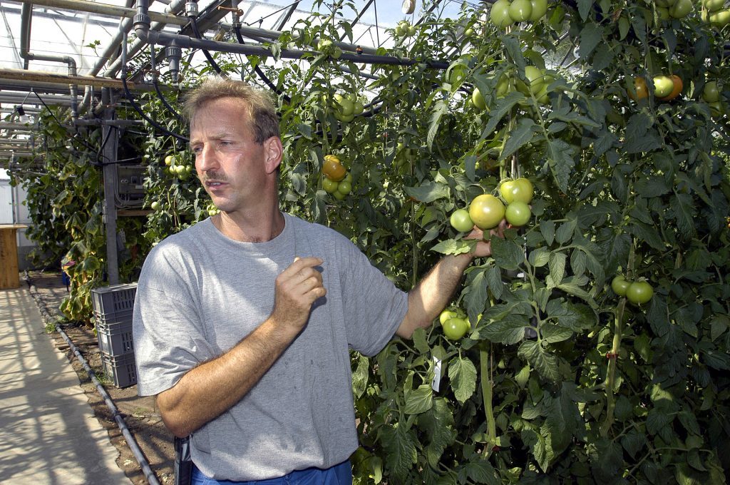 HERTENSTEIN/LU, 22. JULI 2003 - GENOSSENSCHAFT MIGROS LUZERN GMLU - LIEFERANT MIGROS AUS DER REGION ADR - BETRIEBSRUNDGANG BEI GEMUESEPRODUZENT THOMAS ZURMUEHLE, ZINNENSTRASSE 4, 6353 HERTENSTEIN: Thomas Zurmuehle mit Migros-Kunden bei Betriebsbesichtigung inmitten von Tomaten und Gurken. Landwirtschaft, Gaertnerei, Gemuesegaertner. ths/COPYRIGHT BY: E.T.STUDHALTER / GMLU